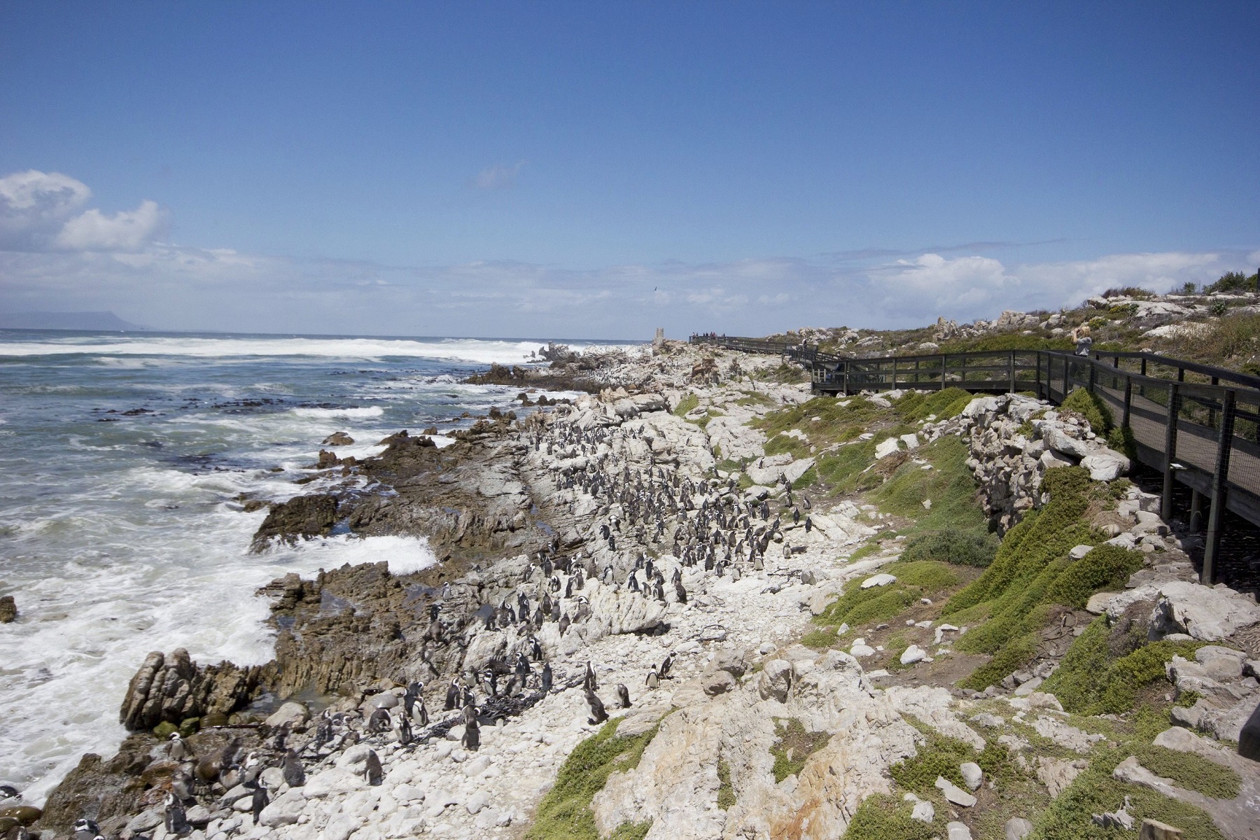 The Top 5 Outdoor Adventures in Betty's Bay Xplorio Betty's Bay